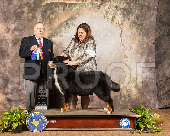 Bernese Mountain Dog #12 Sun BOB Maj Judge Dr Donald Gill_SSR_1186-TXRKNA2019-HR3