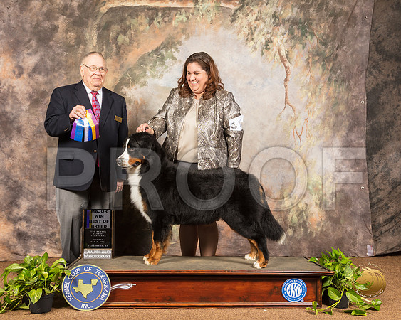 Bernese Mountain Dog #12 Sun BOB Maj Judge Dr Donald Gill_SSR_1189-TXRKNA2019-HR3