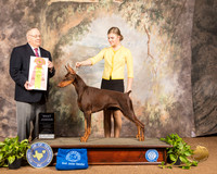 Doberman Pinscher #J603 Best jr Judge Dr Donald Gill
