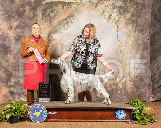 English Setter #10 Sun OHG1 Judge Carolyn Herbel_SSR_1094-TXRKNA2019-HR3