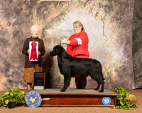 Flat Coated Retriever #5 Sat G2 Judge Paula Hartinger