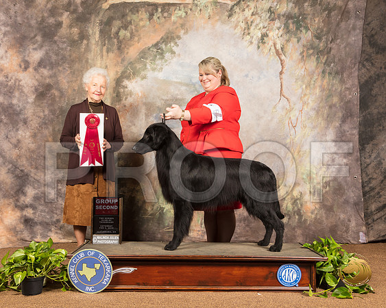 Flat Coated Retriever #5 Sat G2 Judge Paula Hartinger_SSR_1084-TXRKNA2019-HR3