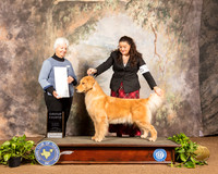 Golden Retriever #18 Sun G4 Judge Gloria Kerr