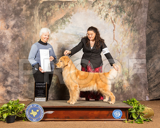 Golden Retriever #18 Sun G4 Judge Gloria Kerr_SSR_1075-TXRKNA2019-HR3