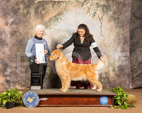 Golden Retriever #18 Sun G4 Judge Gloria Kerr_SSR_1076-TXRKNA2019-HR3
