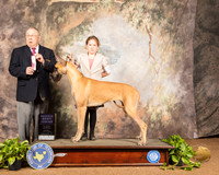 Great Dane #J400 Sun RBJr Judge Dr Donald Gill