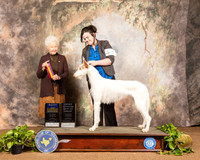 Ibizan Hound #6 Sun BOB BOBOH Judge Paula Hartinger