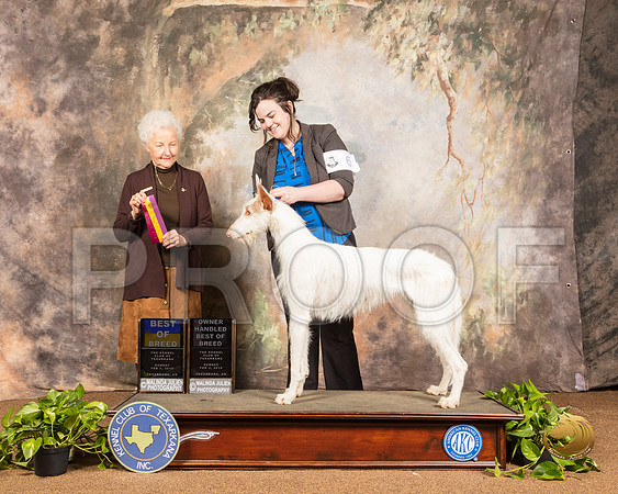 Ibizan Hound #6 Sun BOB BOBOH Judge Paula Hartinger_SSR_1097-TXRKNA2019-HR3