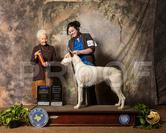 Ibizan Hound #6 Sun BOB BOBOH Judge Paula Hartinger_SSR_1098-TXRKNA2019-HR3