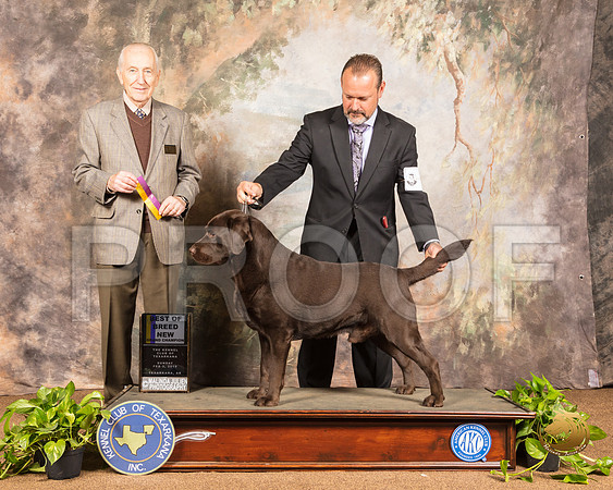 Labrador Retriever #5 Sun GrCh BOB Judge Roger Hartinger_SSR_1180-TXRKNA2019-HR3