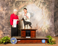 Manchester Terrier #5 Sun G4 Judge Murrel Purkhiser