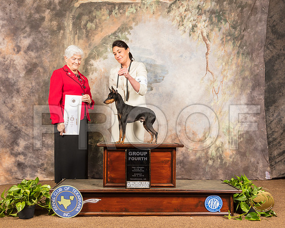 Manchester Terrier #5 Sun G4 Judge Murrel Purkhiser_SSR_1110-TXRKNA2019-HR3