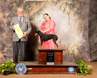 Manchester Terrier #6 Sun G2 Judge Col Joe Purkhiser