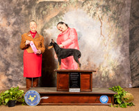 Manchester Terrier #6 Sun OHG1 Judge Carolyn Herbel