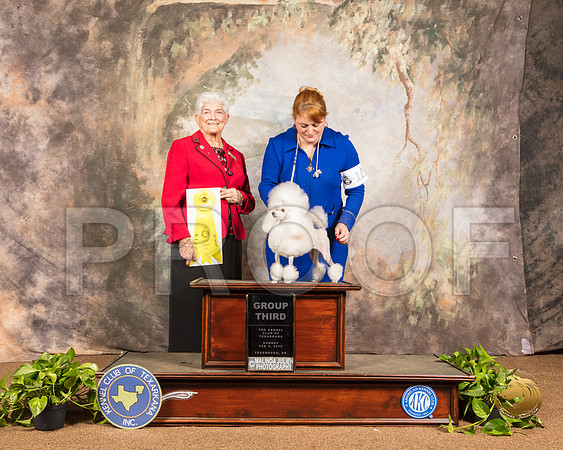 Poodle Toy #12 Sun G3 Judge Murrel Purkhiser_SSR_1105-TXRKNA2019-HR3