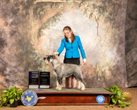 Schnauzer Standard #6 Sun WD RESHOOT