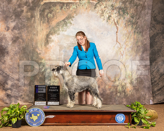 Schnauzer Standard #6 Sun WD RESHOOT_SSR_1182-TXRKNA2019-HR3