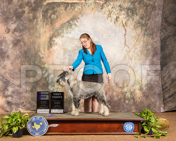 Schnauzer Standard #6 Sun WD RESHOOT_SSR_1183-TXRKNA2019-HR3