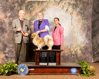 Tibetan Spaniel #5 Sun BOB NGrCh Judge Roger Hartinger