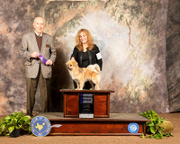 Tibetan Spaniel #6 Sun WB Judge Roger Hartinger