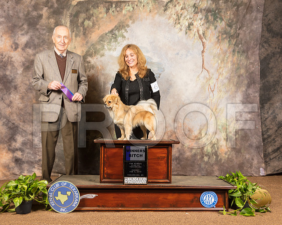 Tibetan Spaniel #6 Sun WB Judge Roger Hartinger_SSR_1114-TXRKNA2019-HR3