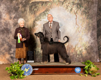 Afghan Hound #8 Sat OHG2 Judge Paula Hartinger