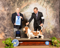 Basett Hound #5 Sun G1 Judge Dr Donald Gill