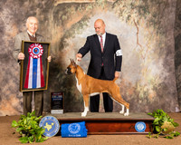 Boxer #14 Sun BIS Judge Roger Hartinger