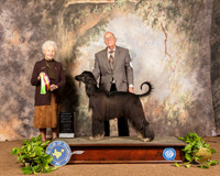 Afghan Hound #8 Sat OHG2 Judge Paula Hartinger