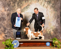Basett Hound #5 Sun G1 Judge Dr Donald Gill