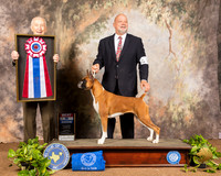 Boxer #14 Sun BIS Judge Roger Hartinger
