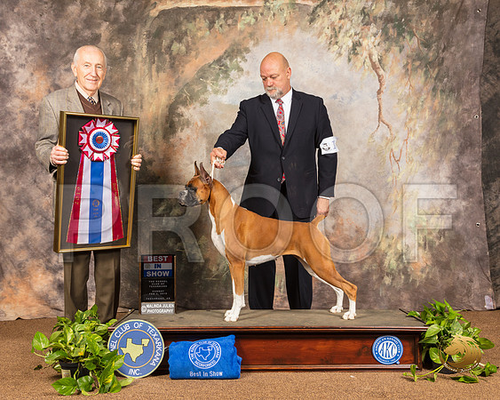 Boxer #14 Sun BIS Judge Roger Hartinger_SSR_1284-TXRKNA2019-HR3