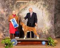 Boxer #14 Sun G1 Judge Carolyn Herbel