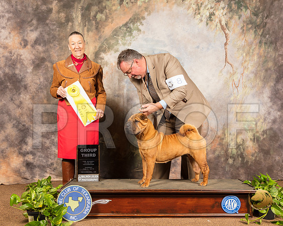 Chinese Shar Pei #8 Sun G3 Judge Carolyn Herbel_SSR_1258-TXRKNA2019-HR3