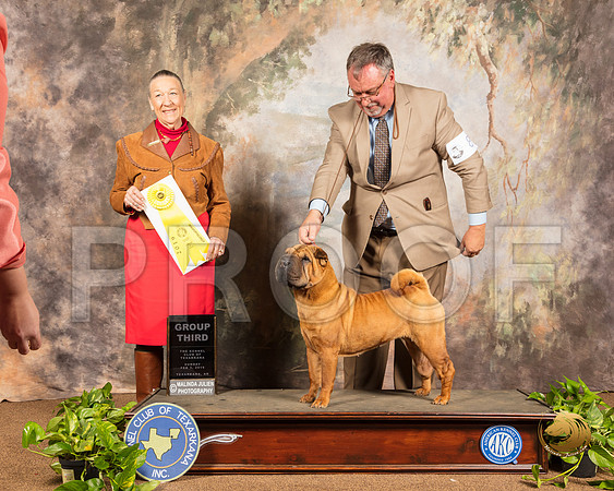 Chinese Shar Pei #8 Sun G3 Judge Carolyn Herbel_SSR_1259-TXRKNA2019-HR3