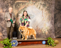 Chow #5 Sun OHG3 Judge Roger Hartinger