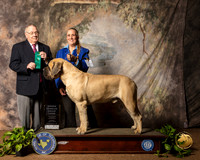 Mastiff #7 Sun OHG3 Judge Dr Donald Gill