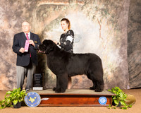 Newfoundland #9 Sun OHG1 Judge Dr Donald Gill