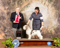 PBGV #5 Sun G2 Judge Dr Donald Gill