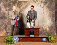 Papillon #10 Sun RBIS Judge Roger Hartinger