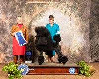 Poodle Standard #21 Sun G1 Judge Carolyn Herbel