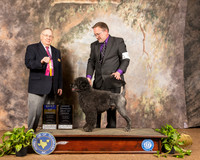 Portuguese Water Dog #9 Sun BOB Judge Dr Donald Gill