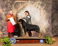 Rottweiler #5 Sun G4 Sun Judge Carolyn Herbel