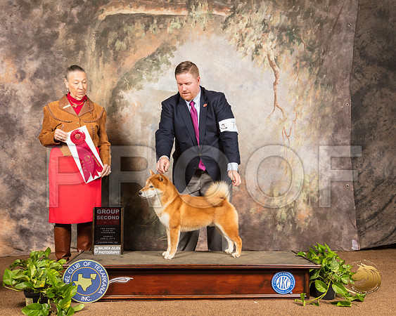 Shiba Inu #7 Sun G2 Judge Carolyn Herbel_SSR_1231-TXRKNA2019-HR3