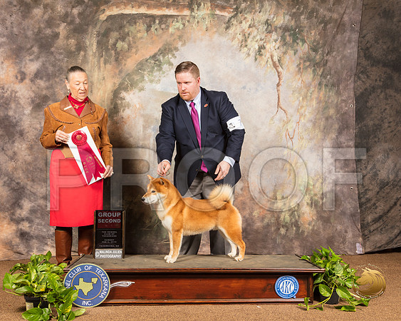 Shiba Inu #7 Sun G2 Judge Carolyn Herbel_SSR_1232-TXRKNA2019-HR3