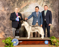 Siberian Husky #10 Sun BOB Maj Judge Dr Donald Gill