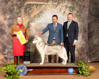 Siberian Husky #17 Sun G4 Judge Carolyn Herbel