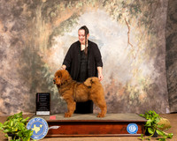 Tibetan Mastiff #? Sun 4-6 G1