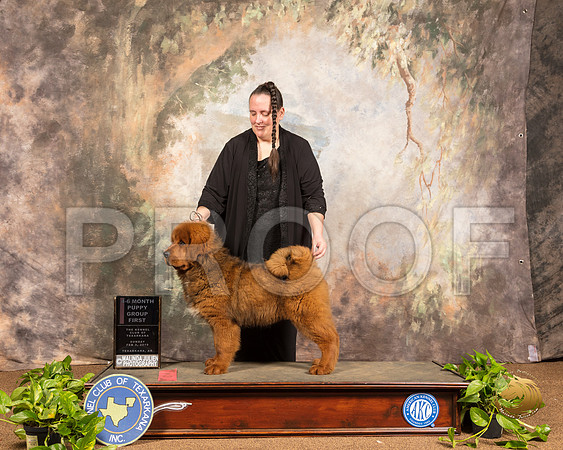 Tibetan Mastiff #? Sun 4-6 G1_SSR_1250-TXRKNA2019-HR3