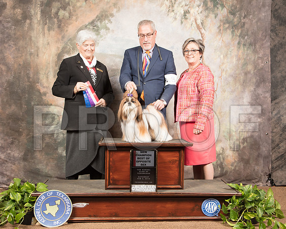 Shih Tzu #8 Sat BOS NCh Judge Murrel Purkhiser_SSR_0513-TXRKNA2019-HR3